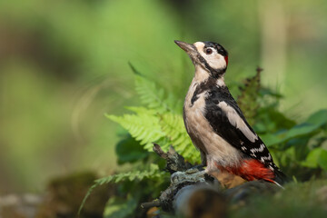 Birds - Great spotted woodpecker - Dendrocopos major, woodpecker sitting on a tree trunk, autumn time in forest pond bird drinking water