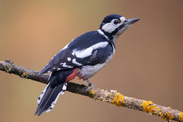 Birds - Great spotted woodpecker - Dendrocopos major, woodpecker sitting on a tree trunk, autumn time in forest pond bird drinking water