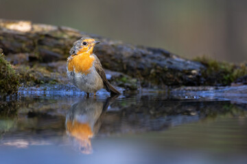 Bird Robin Erithacus rubecula, small bird in forest puddle, summer time in Poland Europe bird drinking water