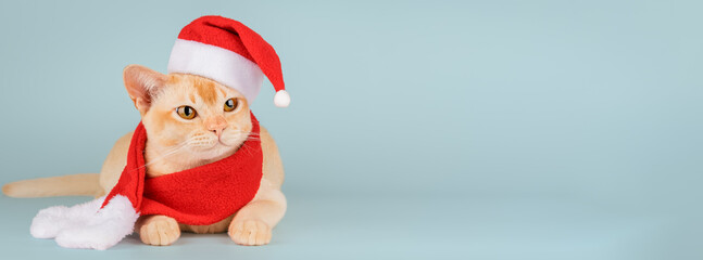 Adorable Burmese kitten in Santa hat.