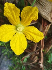 A vibrant close-up of a flower, each petal meticulously detailed to highlight its unique textures and patterns. The delicate veins and soft folds are illuminated by natural light, revealing a spectrum
