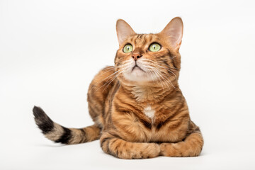 Bengal cat isolated on white for advertising.