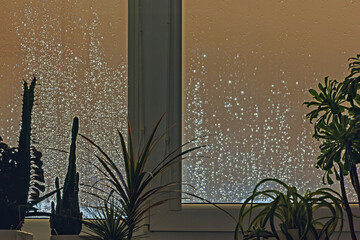 Raindrops glistening on the window glass at night, framed by indoor plants