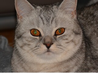 The muzzle of a beautiful gray British cat with amber eyes close-up.