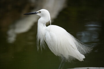 Capture the graceful side posture of the white egret