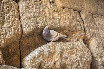 a pigeon standing on the ruins of an old house in Tarragona, spain