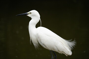 Capture the graceful side posture of the white egret