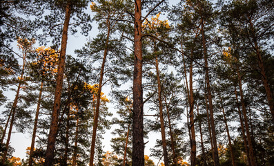 Beautiful summer forest at sunset. Long ship pines. Background pine forest with green lush branches. Focus on the foreground, blurred background.
