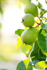 Branch of organic pears closeup