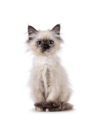 Adorable Sacred Birman cat kitten, witth funny out of bed look, sitting up facing front. Looking straight to camera. Isolated on white background.