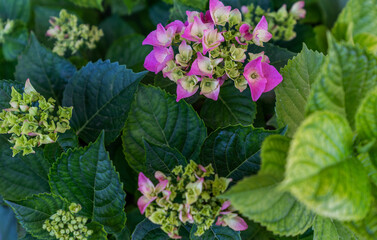 the dynamic stages of a hydrangea bloom cycle, with clusters of pink flowers in varying degrees of bloom set against a backdrop of green, textured leaves, evoking a lush, mid-summer garden scene