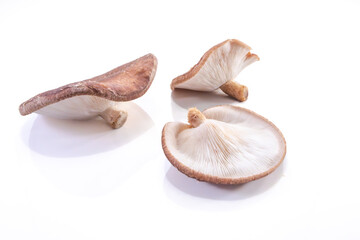 Lentinula edodes Fungi composition, shiitake