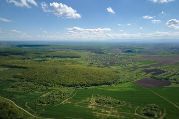 Fototapeta premium Green agricultural field with growing crops in summer season. Farming and agriculture industry