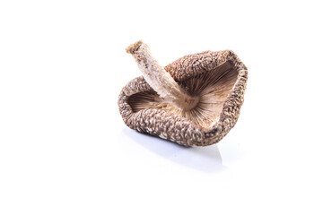 dehydrated shitake, Lentinula edodes