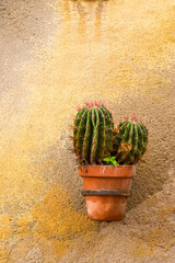 A terracota pot, hold by a metal ring, on a cemented wall with two cactus