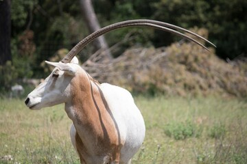 A striking profile shot of a scimitar oryx standing in a grassy field, showcasing its long, curved...