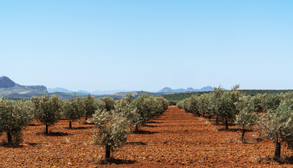 Rows of olive trees stretch across the fertile red soil of Spanish countryside, under a bright blue sky. In the distance a picturesque rural landscape.