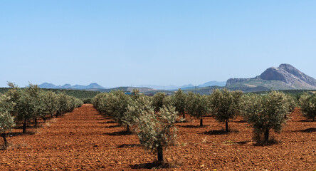 Rows of olive trees stretch across the fertile red soil of Spanish countryside, under a bright blue sky. In the distance a picturesque rural landscape.