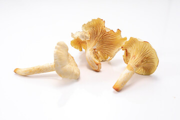 Cantharellus lutescens mushroom group