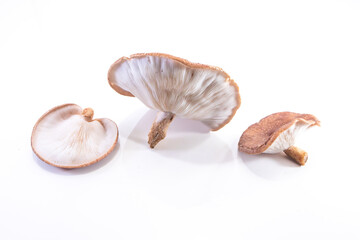 
Lentinula edodes Fungi composition
