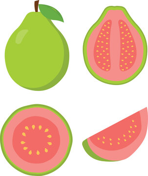 Juicy and healthy green fresh guava fruit set whole, halves, round and slice. Set of green guava different positions, simple flat vector illustrator isolated on white background. 