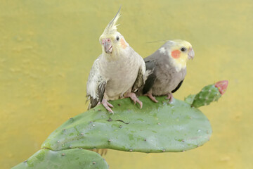 A pair of Australian parakeets foraging on wild cactus flowers. This hook-billed bird has the scientific name Nymphicus hollandicus.