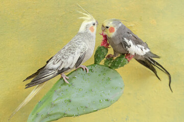 A pair of Australian parakeets foraging on wild cactus flowers. This hook-billed bird has the scientific name Nymphicus hollandicus.