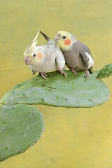 A pair of Australian parakeets foraging on wild cactus flowers. This hook-billed bird has the scientific name Nymphicus hollandicus.