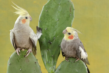 A pair of Australian parakeets foraging on wild cactus flowers. This hook-billed bird has the scientific name Nymphicus hollandicus.