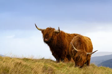 Tuinposter  Close up of a Highland Bull and Calf grazing  © Chrispo