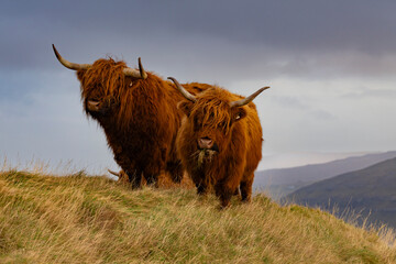 Close up of a Highland Bull and Calf
