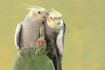 A pair of Australian parakeets foraging on wild cactus flowers. This hook-billed bird has the scientific name Nymphicus hollandicus.