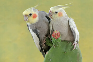 A pair of Australian parakeets foraging on wild cactus flowers. This hook-billed bird has the scientific name Nymphicus hollandicus.