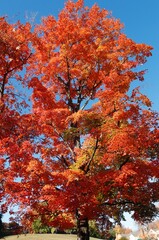Blue Sky and Orange Tree