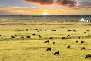 Organic milk and beef production. Free range cows grazing on green farm pasture. Feeding of cattle...