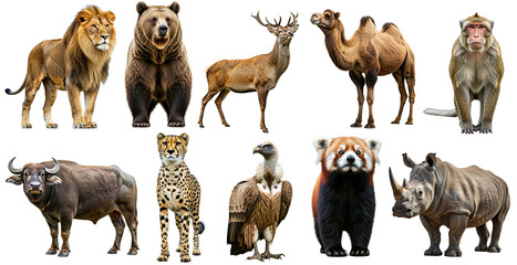 Fototapeta premium This image showcases a collection of highly detailed, realistic illustrations of various wild animals, including lions, bears, deer, camels, and more. Each animal appears with vivid textures 