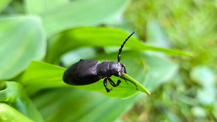 great capricorn beetle, Cerambyx cerdo , sitting on the green leaves