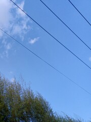 A blue sky with white clouds and power lines above a green bamboo forest.
