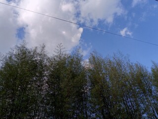 A blue sky with white clouds and power lines above a green bamboo forest.
