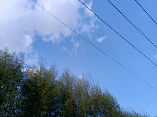 Obraz premium A blue sky with white clouds and power lines above a green bamboo forest. 