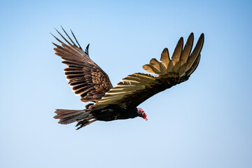 A close-up view of a turkey vulture soaring with its wings fully extended against the backdrop of a vivid blue sky.