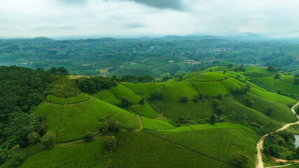 Naklejka premium Aerial view of Long Coc tea hills, Phu Tho province, Vietnam. Beautiful green tea plantation in Vietnam. Nature background. Travel and agriculture concept.