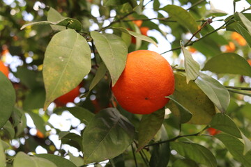 orange fruit on tree