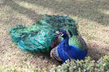 peacock in the garden