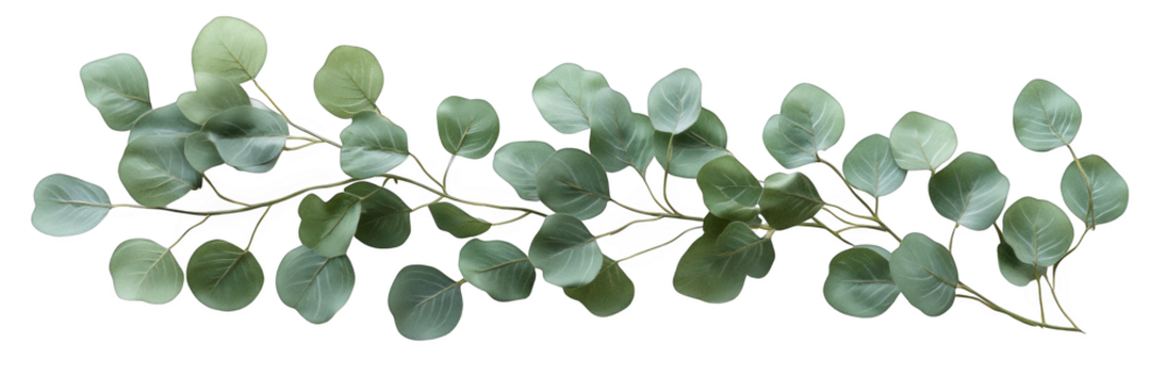 Green eucalyptus leaves branch abstract design elegant greenery transparent background
