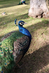 peacock with feathers out