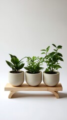 Fototapeta premium circular pot lining with housplants