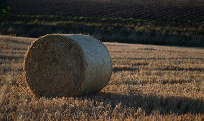 Hay bale on the field. Wheat harvest time