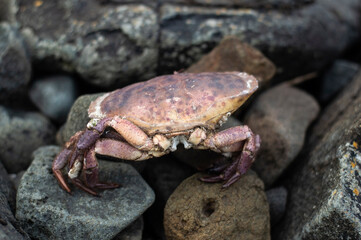 Cancer pagurus crab on the stones