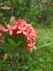 Plants that have red flowers